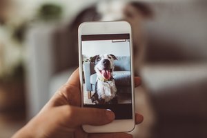 Mars announces Stateside launch of GREENIES Canine Dental Check AI powered tool for pet parents